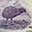 The Bank, the Kiwi, and the King of the Maoris. thumbnail image