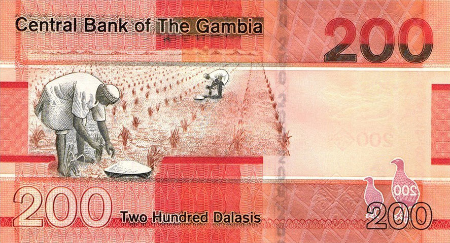 Back of Gambia p42b: 200 Dalasis from 2020