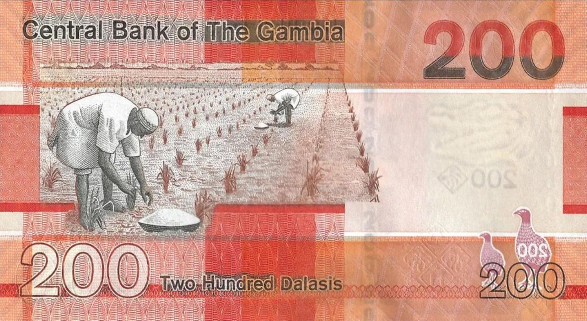 Back of Gambia p42c: 200 Dalasis from 2023